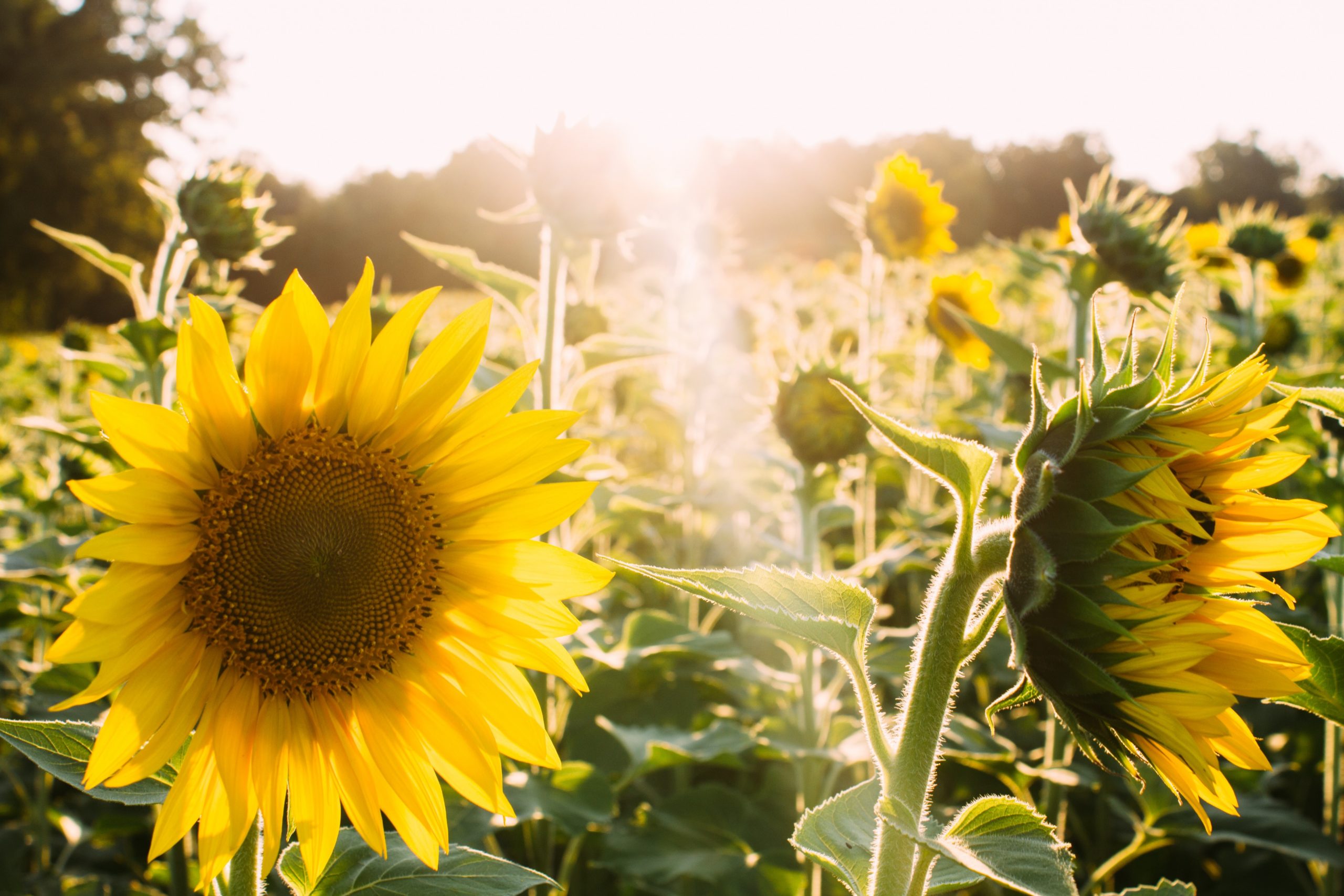 Le solaire un choix d'avenir | Energreen